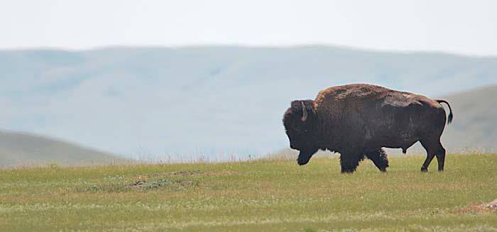 Bison près de Ponteix Saskatchewan