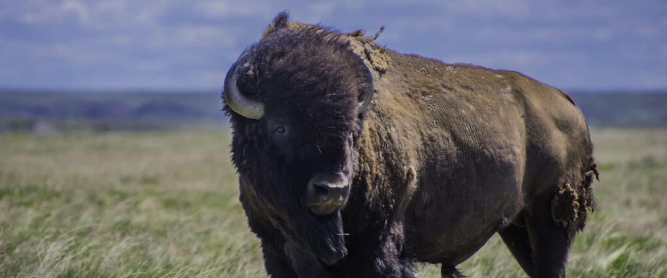 bison opt